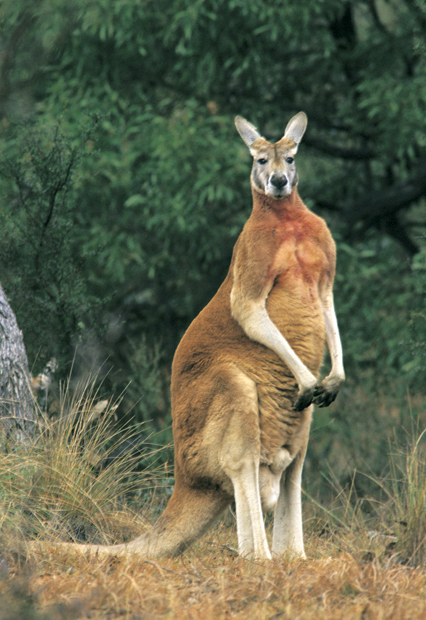 Mascots of Australia | Blog 4 Veggielover's